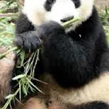 Baby Pandas Wallpaper Images icon