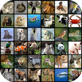 Animal Wallpapers HD icon