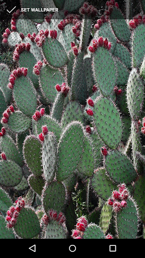Prickly Cactus Wallpapers Screen 3