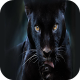 Black panther Live Wallpaper icon