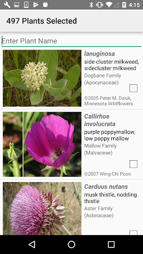 Nebraska Wildflowers Screen 3
