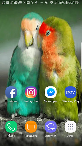 Love Birds Beautiful HDWallpap