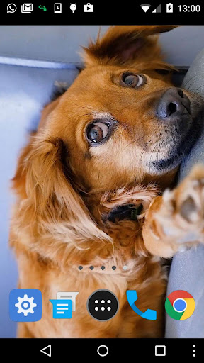 golden retriever wallpaper Screen 2