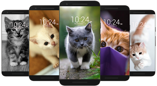 Kitten & Cute Cat Wallpaper HD  screenshots 2