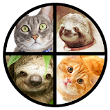 Cat or Sloth Coin Toss icon