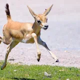 Baby Gazelle Wallpaper Images icon