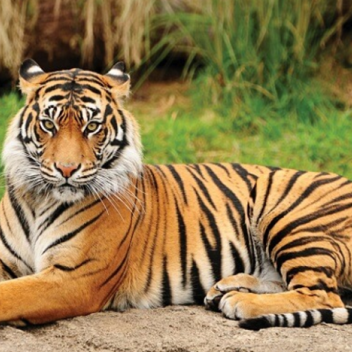 Tiger Sounds logo