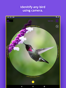 Bird Identifier Bildschirmfoto