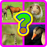 Guess The Animals Quiz icon