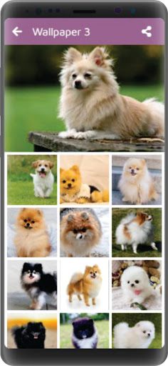 Pomeranian Dog Wallpaper HD - Cute Puppy Wallpaper