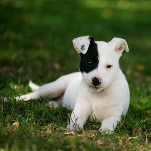 Bull Terrier Dog Wallpapers Download on Windows