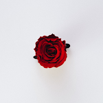 Cover Image of Tải xuống rose wallpapers 1.0.0 APK