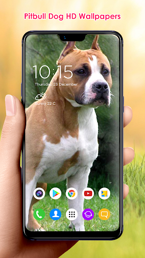 Pitbull Dog HD Wallpapers