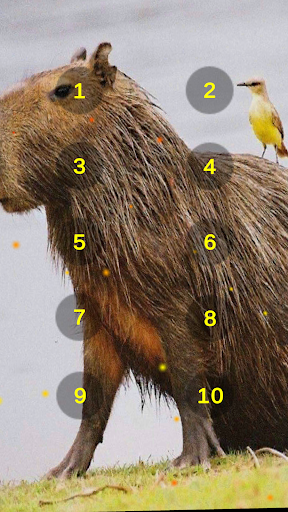 Capybara Squeak Soundboard Screen 2