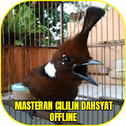 Masteran Cililin Dahsyat Offline