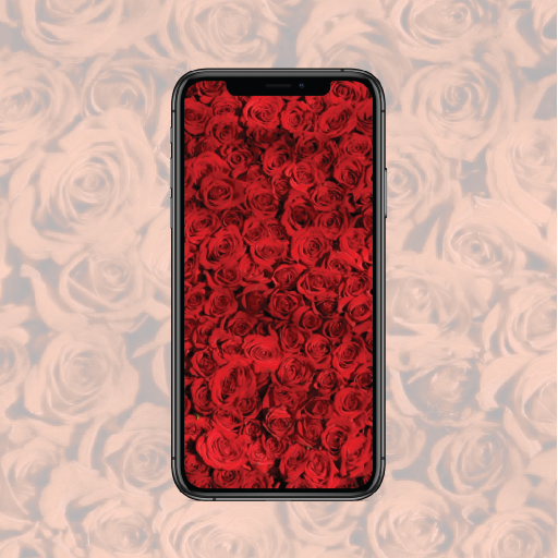 Red Wallpapers - HD, QHD, FULL HD BACKGROUND