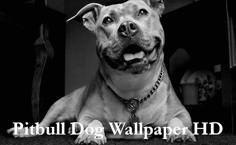 Pitbull Dog Wallpaper HD - Ứng dụng trên Google Play