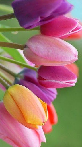 Flower Wallpaper HD 4K Screen 3