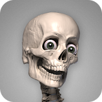 Skelly: Poseable Anatomy Model
