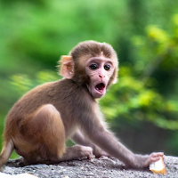 Bibi the monkey videos