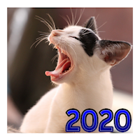 Pacotão de Memes - Stickers - WAStickerApps 2021
