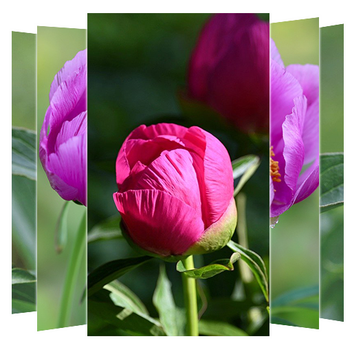 Peonies Flower Wallpapers Install on Windows