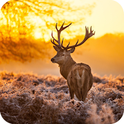 Top 40 Personalization Apps Like Deer Wallpaper 4K Latest - Best Alternatives