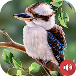 Cover Image of ダウンロード Laughing Kookaburra Sounds  APK