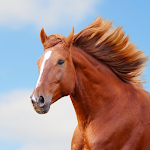 Cover Image of Download Horses Wallpapers  APK