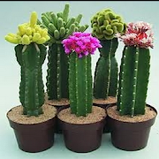 Cactus Cultivation