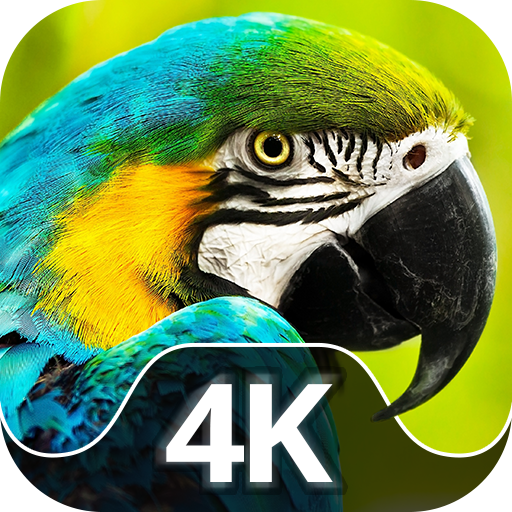 Birds wallpapers for phone 2.1.1 Icon