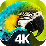 Cover Image of Unduh Wallpapers with birds in 4K  APK