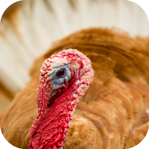 Turkey Sounds 2.0 Icon