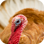 Cover Image of Download Turkey Sounds  APK