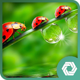 Insects live wallpaper icon