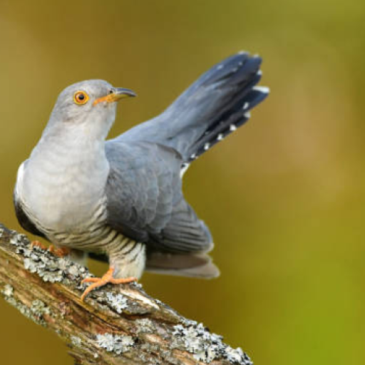 Cuckoo Bird Sounds Apps on Google Play