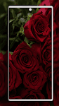 screenshot of Rose Wallpaper