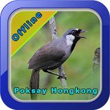 Kicau Burung Poksay Hongkong icon