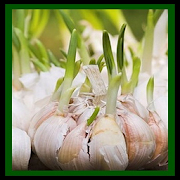 how to cultivate garlic