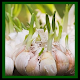 how to cultivate garlic Download on Windows