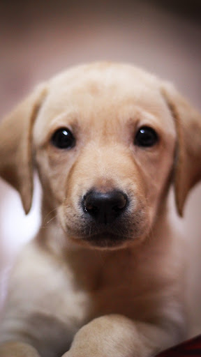 Android application Labrador Retriever’s screenshort