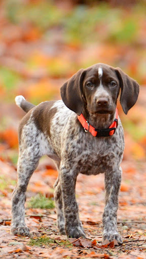 German Shorthaired Pointer
