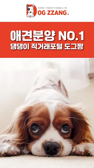 도그짱-강아지분양 전국애견분양 직거래 종합포털_1