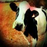 Cow Sound Effects icon