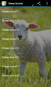 Sheep Sounds APK for Android Download (Premium) 1