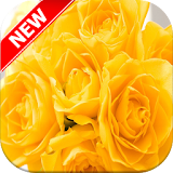 Yellow Rose Wallpapers icon
