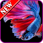 Cover Image of डाउनलोड बेट्टा मछली वॉलपेपर  APK