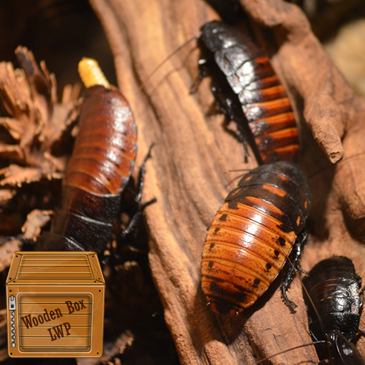 cockroach wallpaper logo