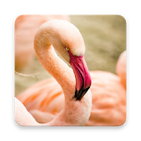 Crimson Flamingo Wallpapers icon