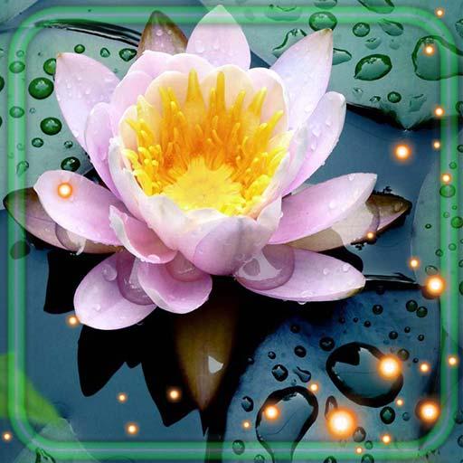 Lilies Water Lake Live Wallpaper